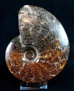 Ammoniet - Gefossiliseerd dier - Aioloceras (Cleoniceras), Verzamelen, Mineralen en Fossielen