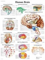 Anatomie poster hersenen (gelamineerd, 50x67 cm) + ophang..., Verzenden, Nieuw