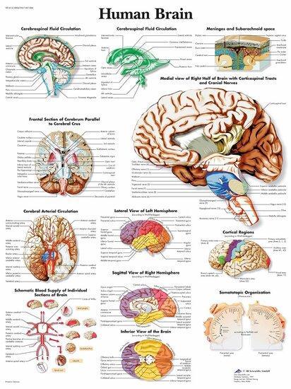Anatomie poster hersenen (gelamineerd, 50x67 cm) + ophang..., Sport en Fitness, Overige Sport en Fitness, Verzenden
