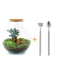 DIY terrarium - Bolder Bob Bonsai -  30 cm - Rake + Shovel, Verzenden