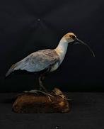 Zwartmaskeribis Taxidermie volledige montage - Theristicus, Verzamelen, Dierenverzamelingen, Nieuw