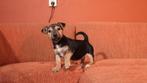 jack russel puppys te koop, Parvo, Jack Russell Terriër, 8 tot 15 weken, Meerdere