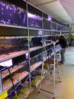 vitalfish zoekt personeel in aquarium vijverwinkel boskoop, Tijdelijk contract, Starter, Tot en met 24 uur, LBO / VMBO