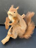 Eekhoorn Taxidermie volledige montage - Sciurus vulgaris -, Verzamelen, Dierenverzamelingen, Nieuw