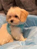 Maltipoo pupje 2 x ingeent, maltezer x toy poedel, Dieren en Toebehoren, Honden | Chihuahua's en Gezelschapshonden, Parvo, 8 tot 15 weken