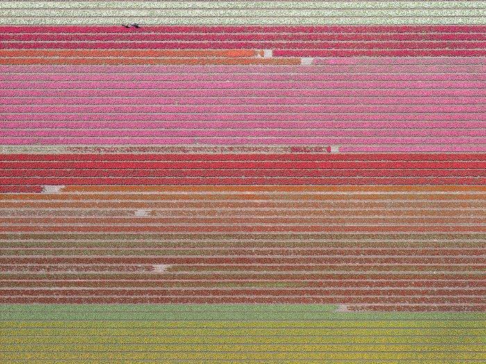 Bernhard Lang - AV_Tulip_Fields_035 - XXL, Antiek en Kunst, Kunst | Designobjecten