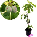 Vijgenboom Ficus carica Dalmatië + Pot 17cm, Tuin en Terras, Planten | Fruitbomen, Verzenden, Volle zon