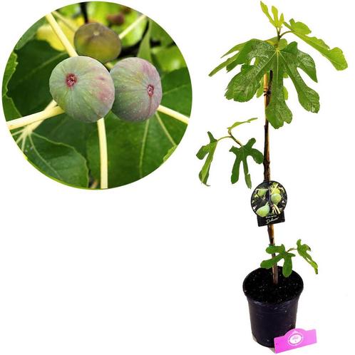 Vijgenboom Ficus carica Dalmatië + Pot 17cm, Tuin en Terras, Planten | Fruitbomen, Volle zon, Verzenden