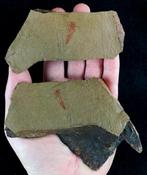 Hyolitha – zachte delen bewaard!!! - Gefossiliseerd dier -, Verzamelen, Mineralen en Fossielen