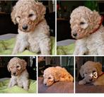 Medium Irish/Australian Doodle pups Abrikoos, Parvo, Nederland, Overige rassen, 8 tot 15 weken