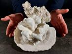 Prachtig composé van koraal Taxidermie volledige montage -, Nieuw