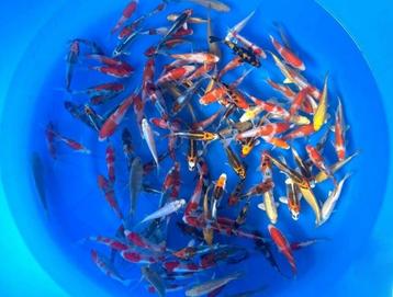 Suda 12-14cm  tosai mix (Japanse Koi) beschikbaar voor biedingen