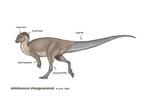Zeer zeldzame en waardevolle volwassen dinosaurus -