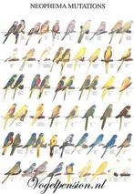 Vogelposter Neophema gelamineerd - Vogelposters    -, Dieren en Toebehoren, Verzenden, Nieuw