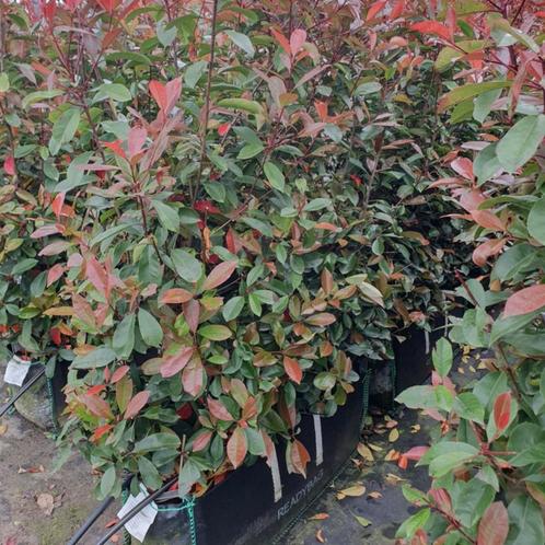 Glansmispelhaag - Photinia fr. Red Robin - Hoogte: 140-160 c, Tuin en Terras, Planten | Bomen, Ophalen of Verzenden