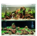 Prachtige frisse aquariumplanten, wekelijks nieuwe aanvoer!, Nieuw, Plant(en), Steen of Hout, Ophalen of Verzenden
