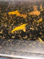 Gele Garnalen (Neocaridina) Yellow Fire Neon Backstripe High, Kreeft, Krab of Garnaal, Schoolvis
