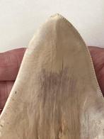 Grote Megalodon tand 14,3 cm - Fossiele tand - Carcharocles, Verzamelen