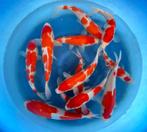 Hirasawa Marusei 28-35cm (Japanse Koi), Dieren en Toebehoren, Vissen | Vijvervissen, Karper of Koi