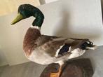 Eend Taxidermie volledige montage - canad - 0 mm - 0 m - 0, Nieuw