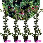 Ilex Blue Princess + pot 9cm 4 pcs, Verzenden, Volle zon