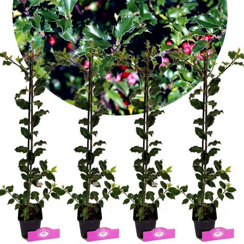 Ilex Blue Princess + pot 9cm 4 pcs, Tuin en Terras, Planten | Fruitbomen, Volle zon, Verzenden