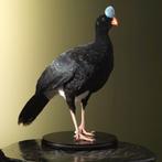 Helmhokko Taxidermie Opgezette Dieren By Max, Verzamelen, Dierenverzamelingen, Ophalen of Verzenden, Nieuw, Vogel, Opgezet dier