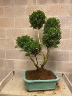 Japanese holly bonsai (Ilex crenata) - Hoogte (boom): 80 cm, Antiek en Kunst