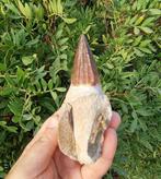 Zeereptiel - Fossiele tand - mosasaurio - 11 cm (Zonder, Verzamelen, Mineralen en Fossielen