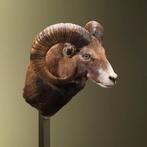 Moeflon Taxidermie Opgezette Dieren By Max, Verzamelen, Dierenverzamelingen, Ophalen of Verzenden, Nieuw, Wild dier, Opgezet dier