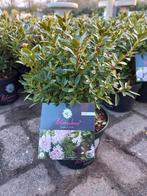 Rhododendron Bloombux Pink (Buxusvervanger)25cm, Tuin en Terras, Planten | Bomen, Ophalen