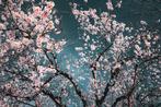 Viet Ha Tran - Sakura season II