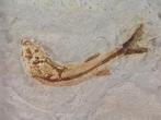 Vis - Gefossiliseerd dier - Lycoptera - 11 cm (Zonder