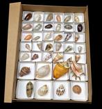 World Shells collection -Conus-Murex-Cittarium-, Verzamelen, Nieuw