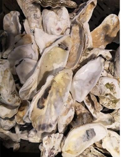 Oesterschelpen biologisch watercleaned 8–13 cm 8 stuks, Hobby en Vrije tijd, Knutselen, Nieuw, Ophalen of Verzenden