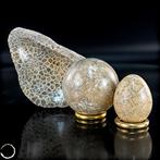 Fluisteren van de oerzeeën – Versteende koralen in bol, ei