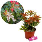 Rotsheide Pieris Japonica Mountain fire + Pot, Tuin en Terras, Planten | Tuinplanten, Verzenden