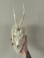 Hert Schedel met gewei - Cervidae - 30 cm - 15 cm - 20 cm