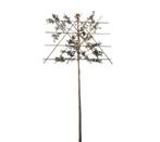 Lei-steeneik - Quercus Ilex - Omtrek: 6-10 cm | Hoogte: 300, Ophalen of Verzenden