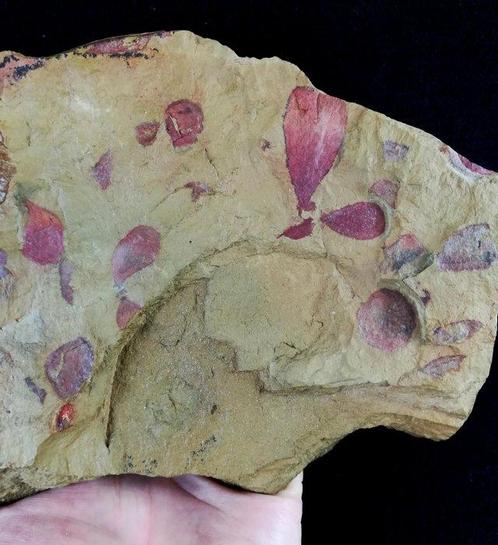 Primitieve spons – uitzonderlijke conservering!!! -, Verzamelen, Mineralen en Fossielen