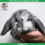 Jonge lieve Nederlandse hangoordwerg konijntjes te koop!, Dieren en Toebehoren, Konijnen, Meerdere dieren, Dwerg, Hangoor, 0 tot 2 jaar