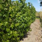 Zuilamberboom - Liquidambar styraciflua - Omtrek: 14-18 cm |, Ophalen of Verzenden