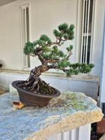 Bonsai van de Japanse witte den - Hoogte (boom): 35 cm -