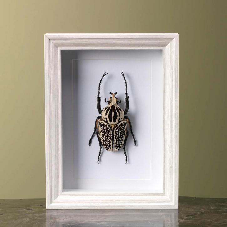Goliathkever in Lijst Taxidermie Opgezette Dieren By Max, Verzamelen, Dierenverzamelingen, Opgezet dier, Nieuw, Insect, Ophalen of Verzenden