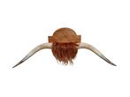 Koe Hoorns - Bos taurus taurus - 50 cm - 120 cm - 33 cm-, Nieuw