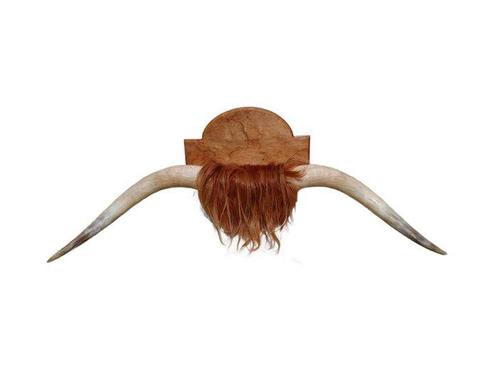 Koe Hoorns - Bos taurus taurus - 50 cm - 120 cm - 33 cm-, Verzamelen, Dierenverzamelingen