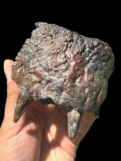 VAST PARAGRAAF! Pathologisch - Fossiel onderkaakbot -, Verzamelen, Mineralen en Fossielen