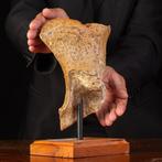 Bevroren erfenis - Fossiel bot - Mammuthus primigenius - 28, Verzamelen, Mineralen en Fossielen