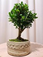 ilex bonsai (japanse hulst) - Hoogte (boom): 19 cm - Diepte