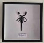 Schorpioen Taxidermie volledige montage - Heterometrus